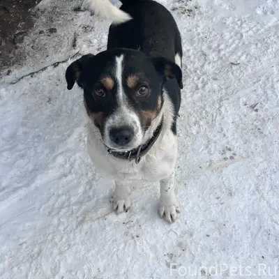 Пропал Мишка, район Ленина