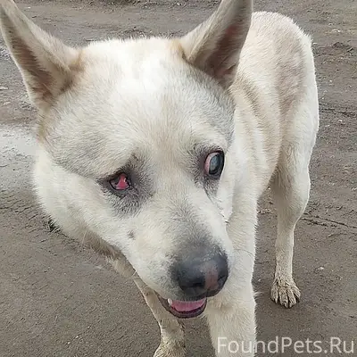 Найден пёс, слепой, Первомайская, Ржев