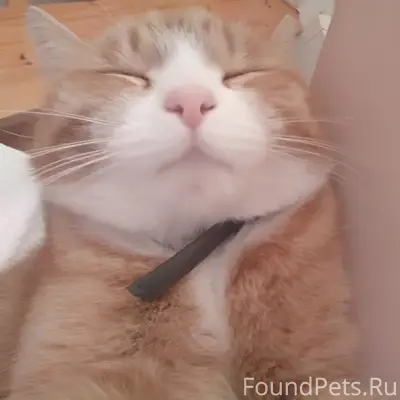 Пропала кошка Вишня