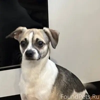 Найден тип собака, район Камвольного комбината