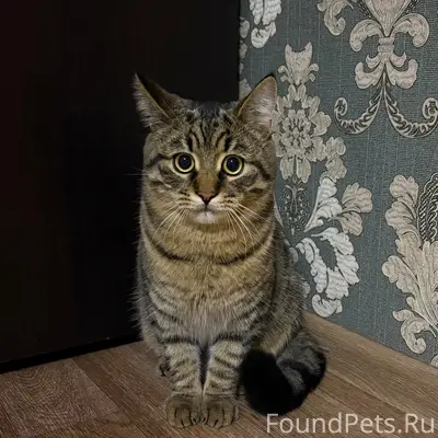 Пропал кот, 1-й Савальский (Куба)