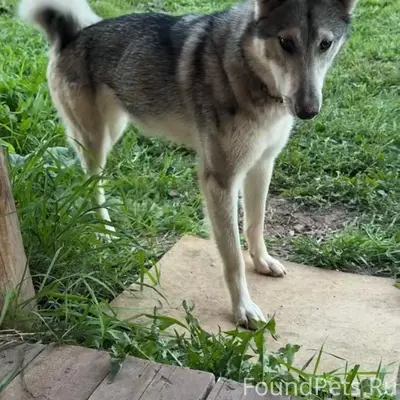 Пропала лайка, серая, Нытвенский район