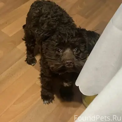 Пропал мальтипу Мафин, Ворошиловский район