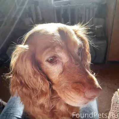 Пропала собака, улица Басова