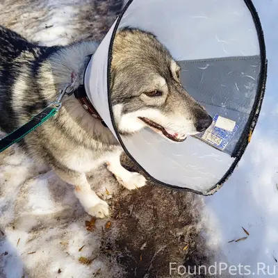 Пропал пёс Грей, район Пенсионного фонда