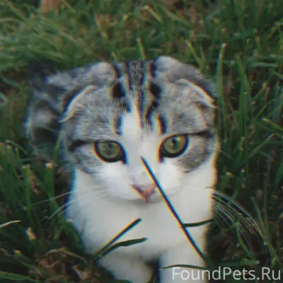 Пропал котёнок Гочи, улица Заветы Ильича