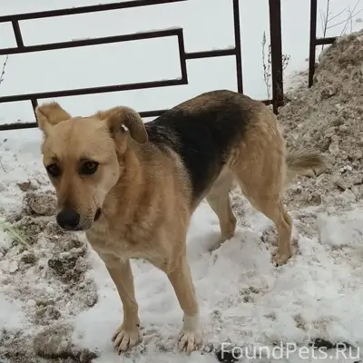 Пропала собака Малышка, Самарская область