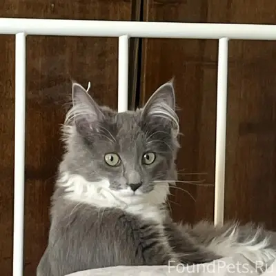 Пропала кошка Кортни, Конец 7 линии