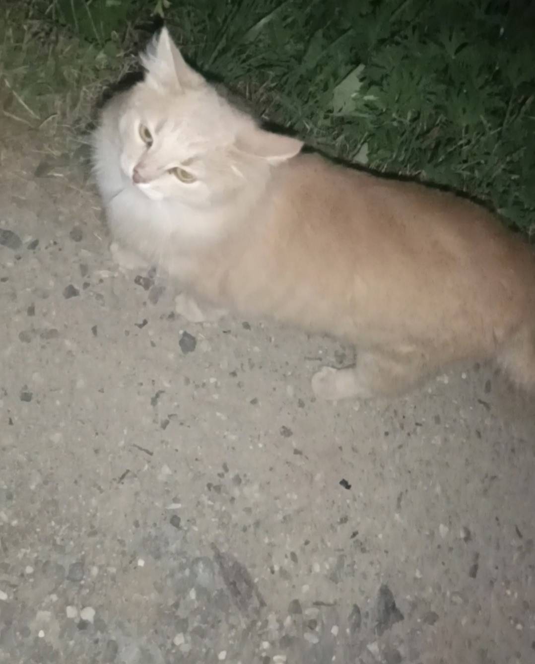 Пропал рыжий кот Лёва, Пионерская улица