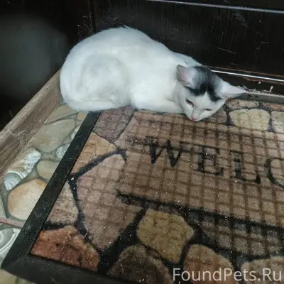 Пропал кот белого цвета, есть пятно на голове