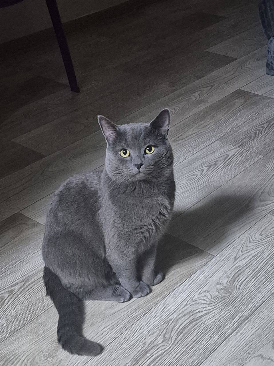 Пропал кот. Окрас дымчатый. Не кострированый.