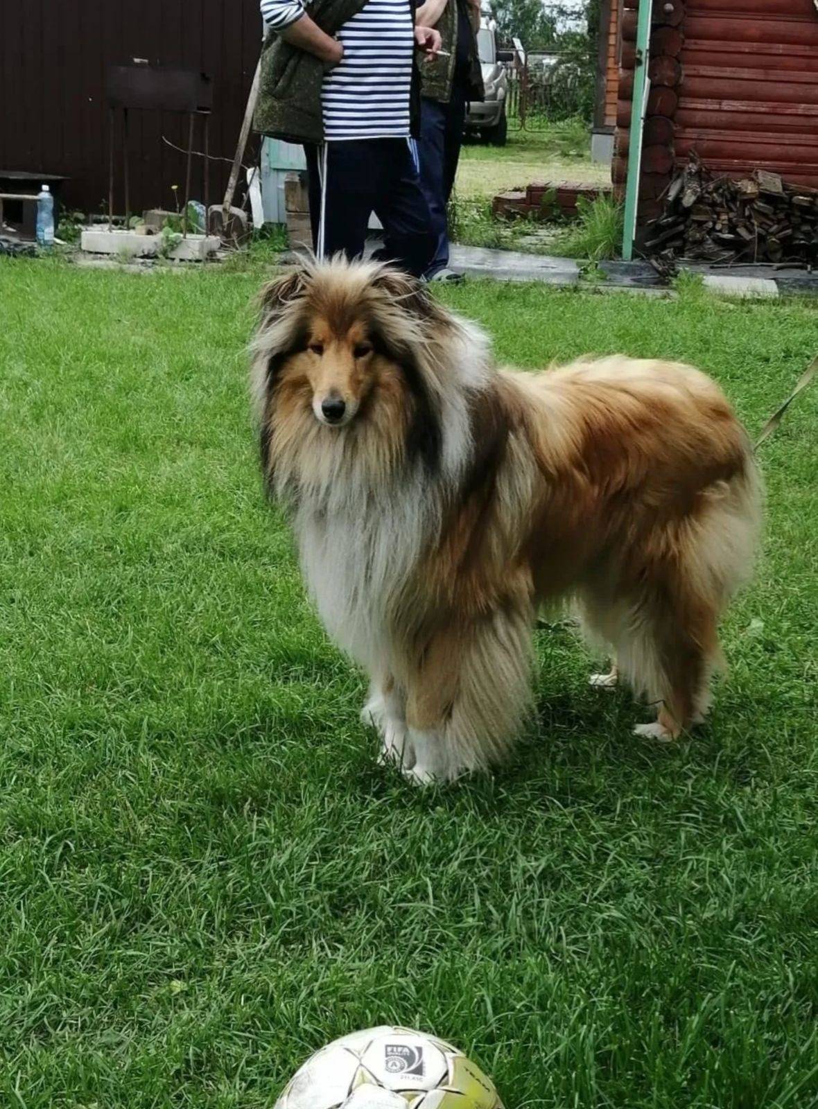 Пропал кобель, [место не указано]