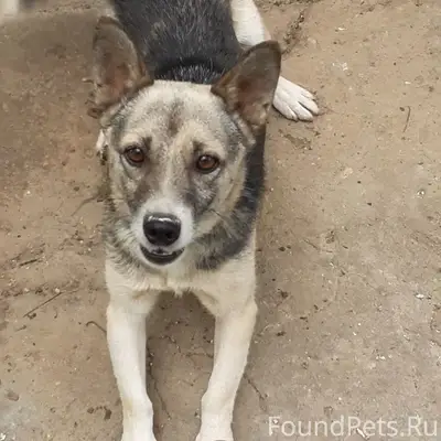 Пропал дворняга Мухтар, Симферопольский район