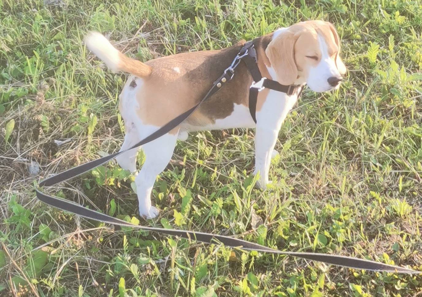 Пропал бигль Сеня, район ЦРММ