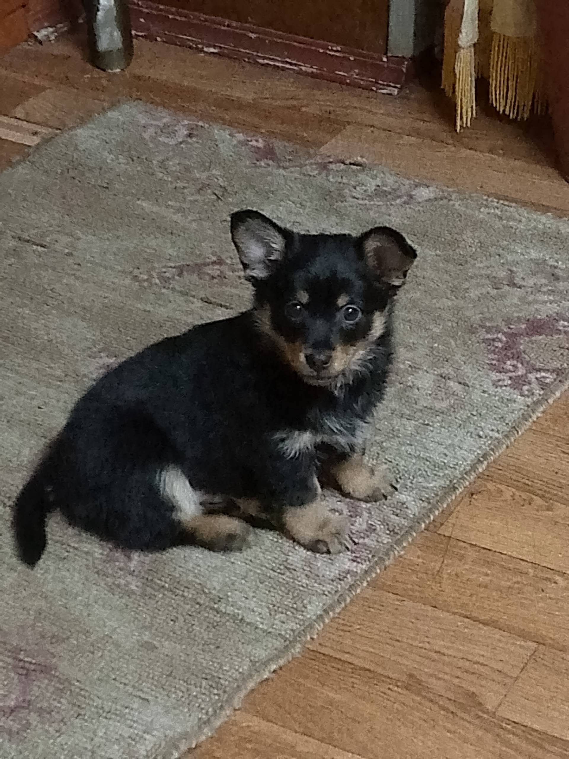 Пропал щенок Арчи, ул. Есенина, Крутилина, Анохина