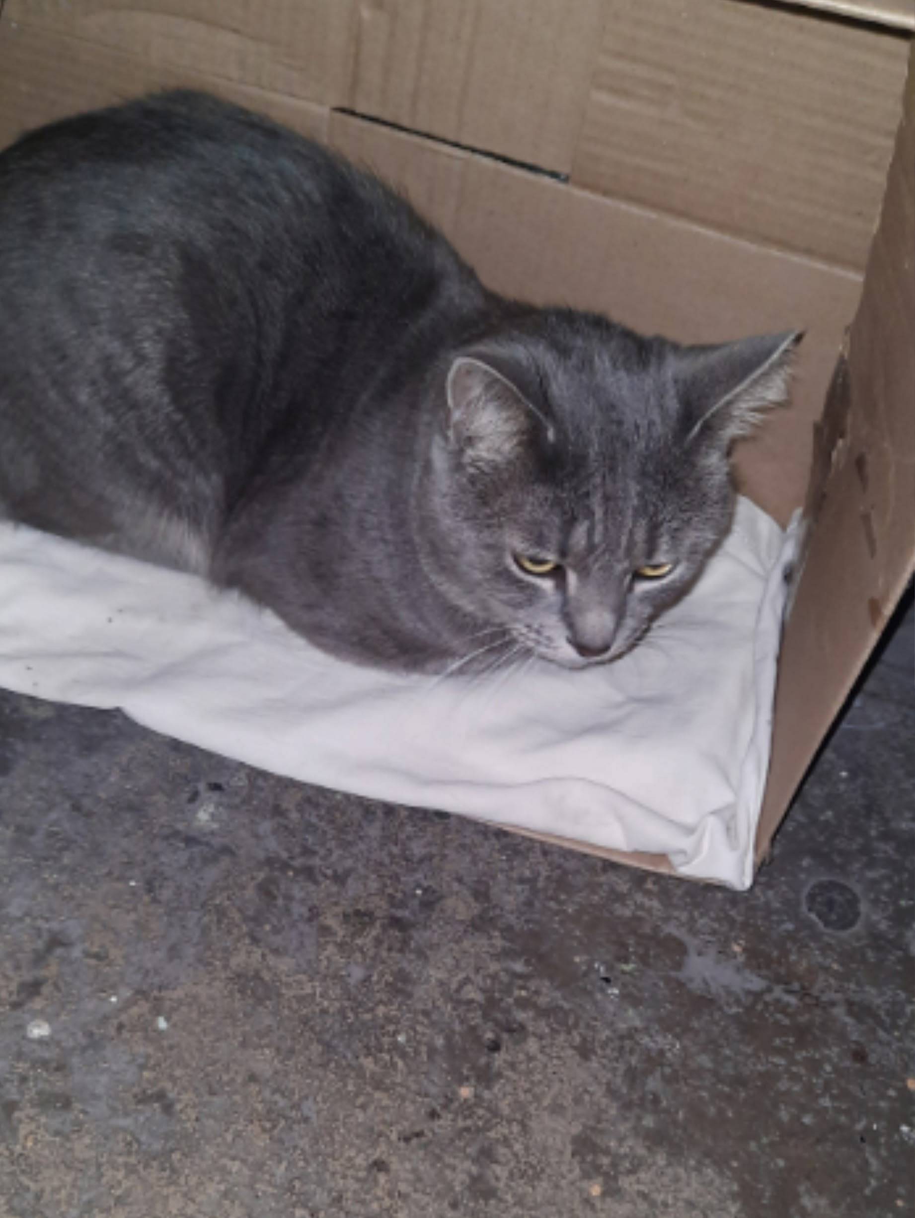 Найден кот, Воровского