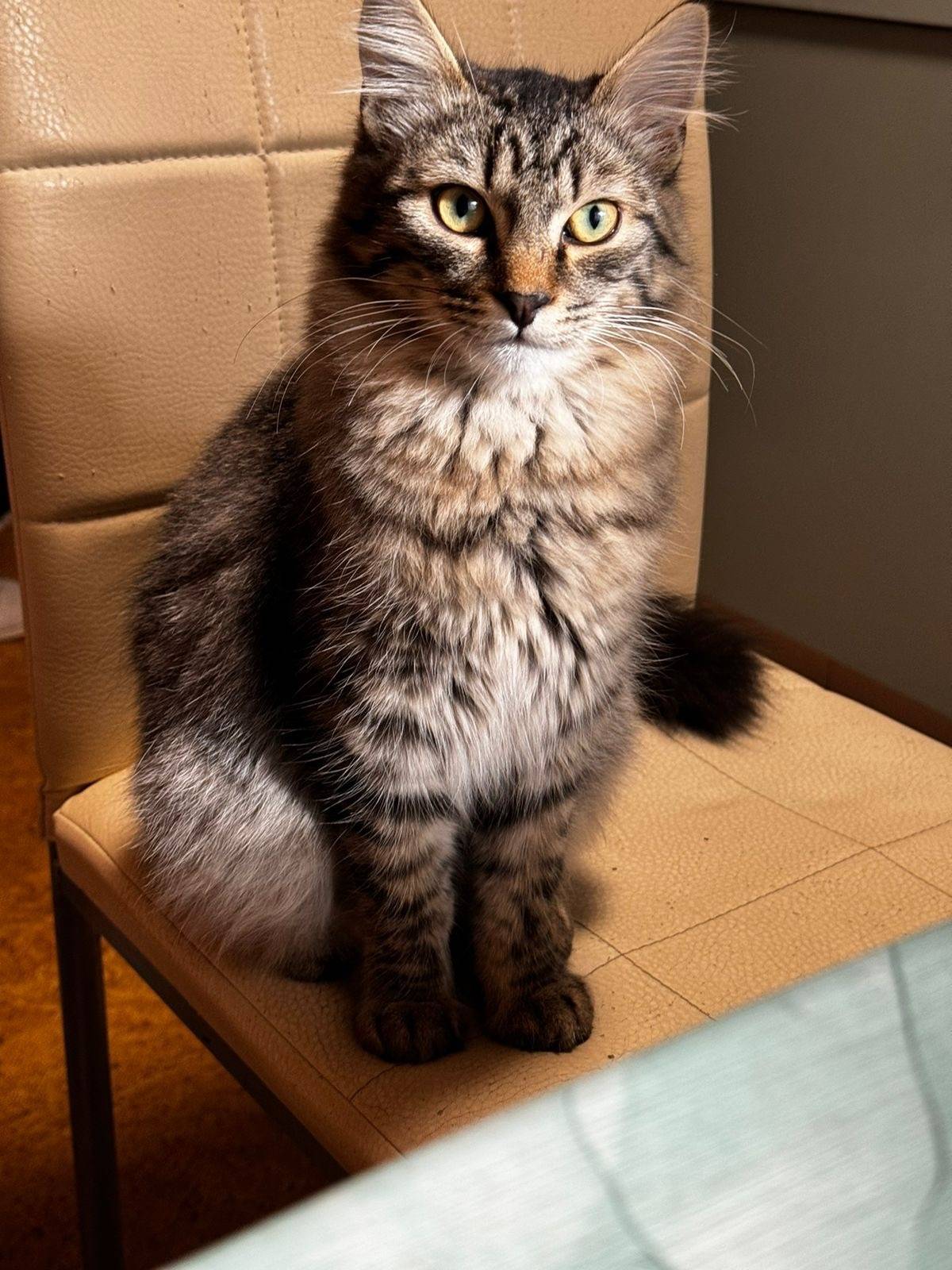 Пропал длинношёрстный кот Василий, Приозерский р-н