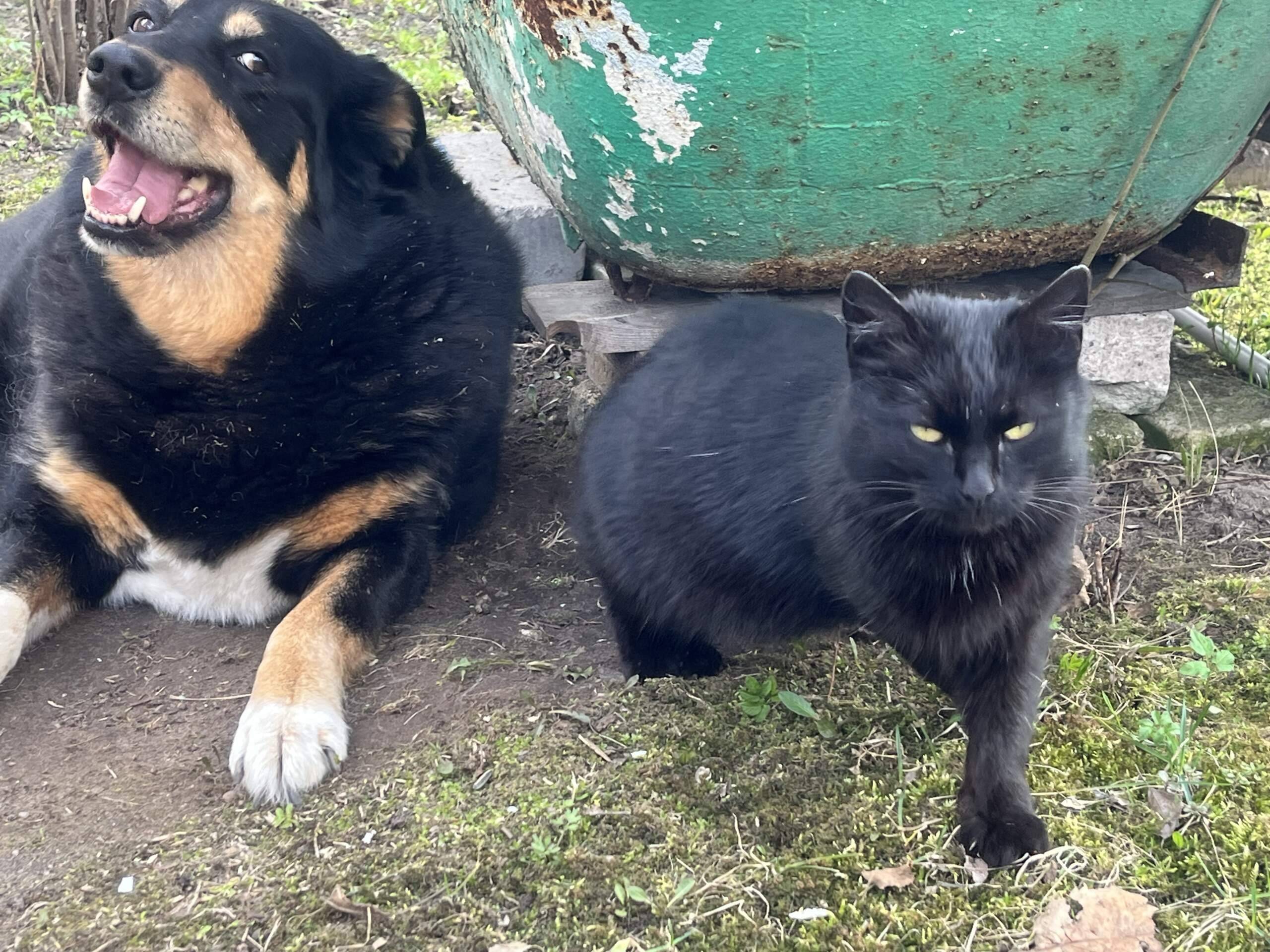 Пропала собака, в ошейнике с адресником, ул. Гагарина
