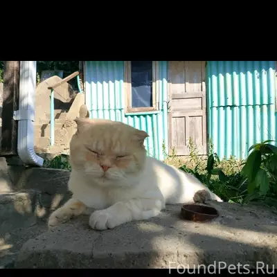 Пропал метис вислоуха Персик, Ключевая 17