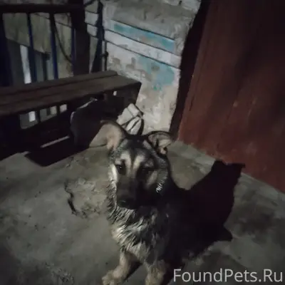 Пропал пёс, район улицы Советской