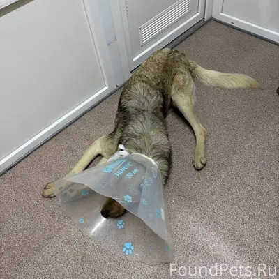 Найден пёс, район Айкована, Симферополь