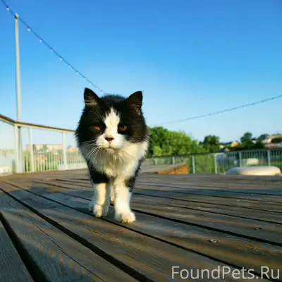 Пропал кот, синий ошейник
