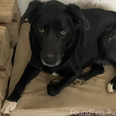 Пропал Блэк, д. Кабицыно