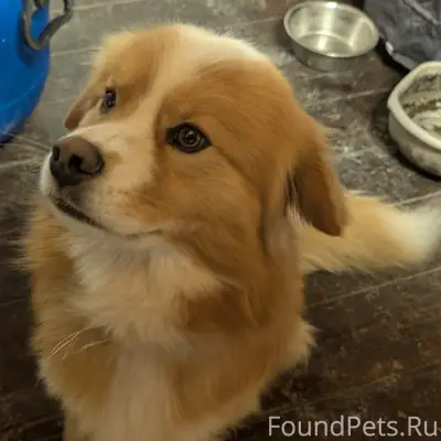 Найден мальчик рыже-белого окраса, Воскресенск