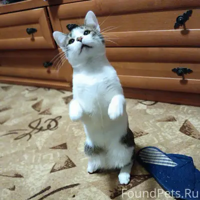 Пропал кот, район «кооперативные дома»