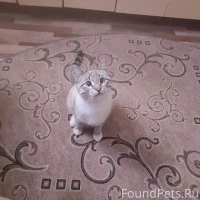 Пропал кот Степан, ул. Лесная