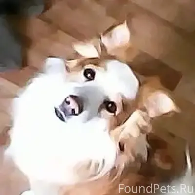 Пропал пёс Ричи, район улицы 78-й Гвардейской в Разумном