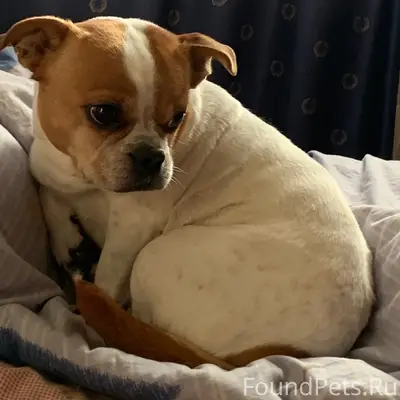 Пропала собака Стефа, п. Авангард, Алексинского р-на