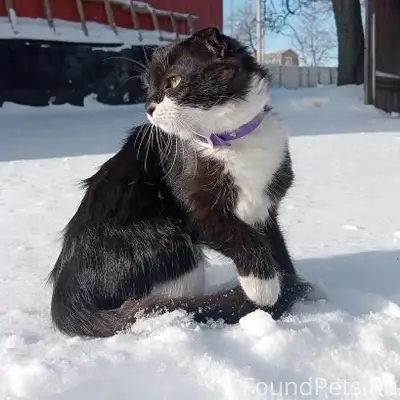 Пропала кошка, Северная сторона
