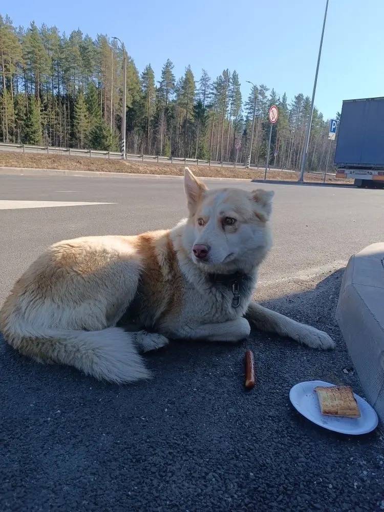 Найденна собака с ошейником, Лодейнопольское городское поселение