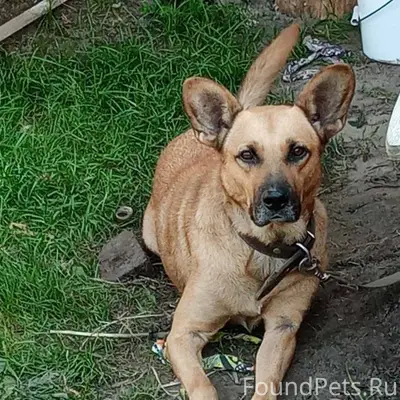 Пропал пёс Грей, г. Городец