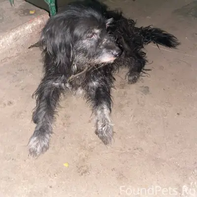 Найден пёс, ул. Стачек