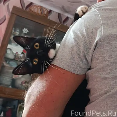 Пропал кот, Слобода