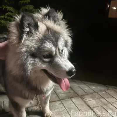 Найден хаски, деревня Киселевка