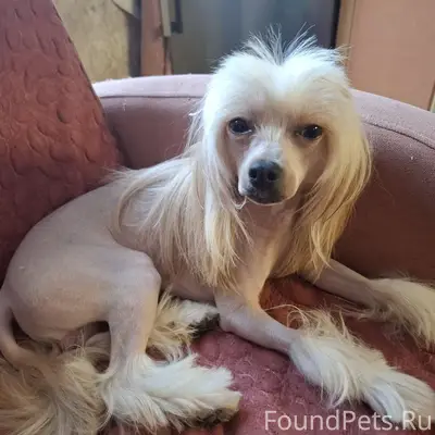 Пропал кобель китайская хохлатая Элис, Гарнизонный проезд