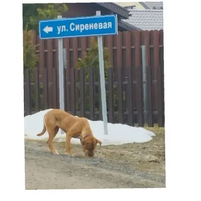 Найден щенок девочка со швами, деревня Лужки