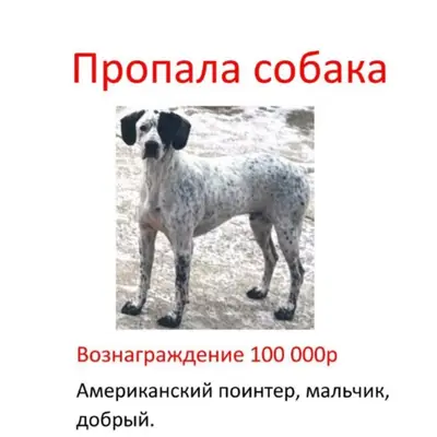 Пропал английский поинтер, Краснознаменск, Вяземы