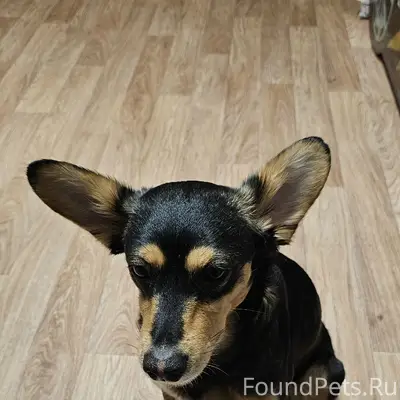 Пропал [тип неизвестен] собака, заводская район