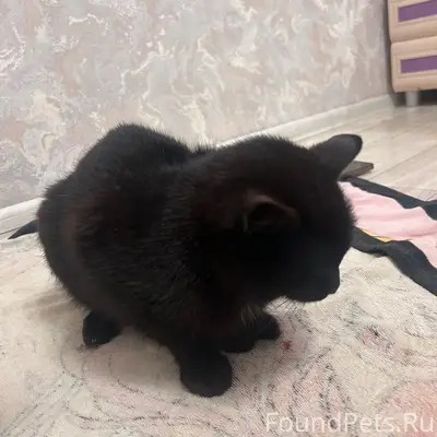 Найден кот, Супонево