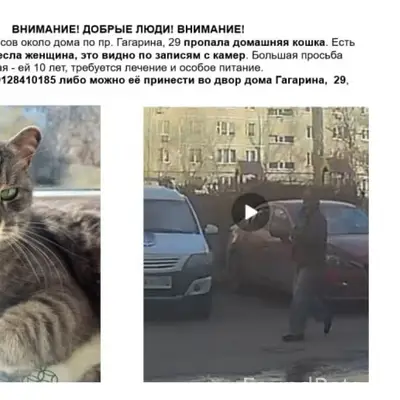 Пропала домашняя кошка Маруся, проспект Гагарина
