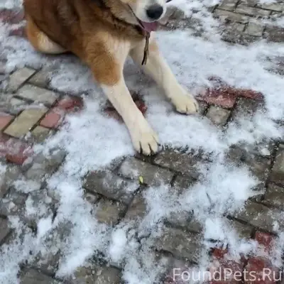 Пропал Албай