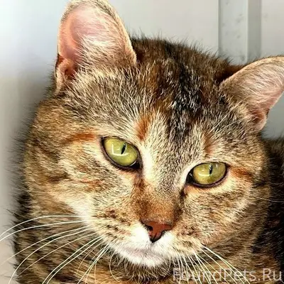 Найдена кошка, ул. Красноармейская, г. Сочи