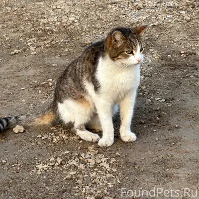 Пропал кот Бутуз, ул. Изюмова