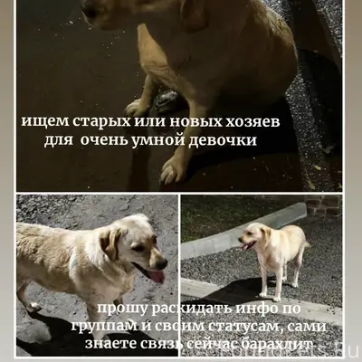 Найден лабрадор, п. Степной