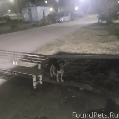 Найден породистый пёс, улица Октябрьская