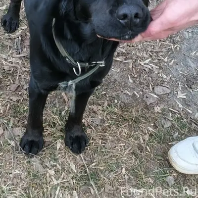 Пропал молодой пес, Обухово